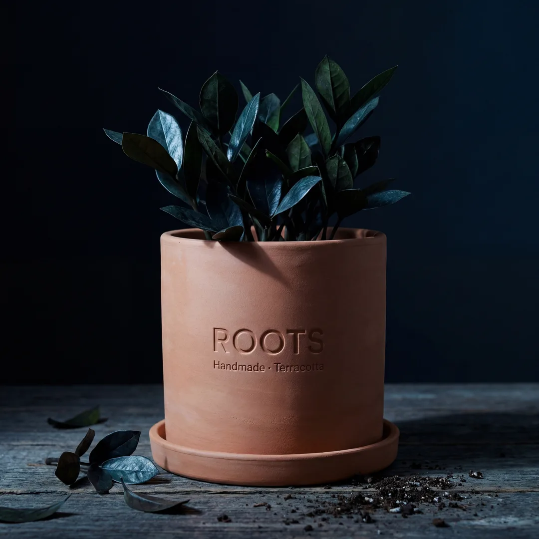 Plant — AI lifestyle photo