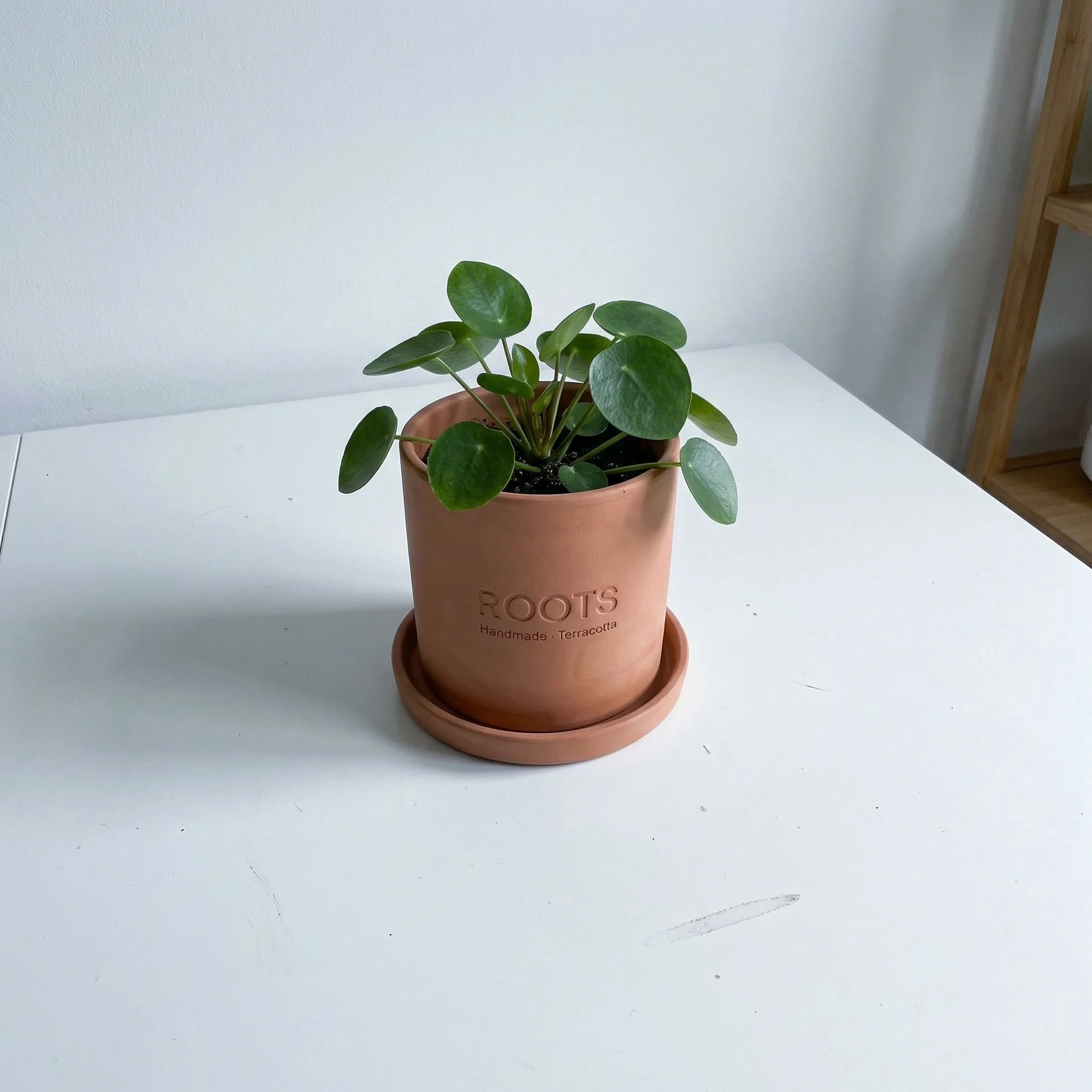 Plant — original